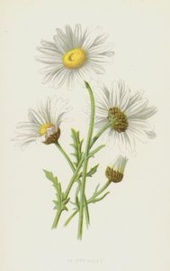 Stokrotka Wół Oko (chromolitho) autorstwa Frederick Edward Hulme