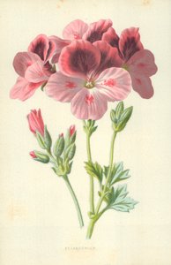 Pelargonia autorstwa Frederick Edward Hulme