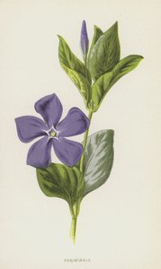 Barwinek (chromolitho) autorstwa Frederick Edward Hulme
