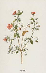 Pimpernel (chromolitho) autorstwa Frederick Edward Hulme
