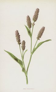 Różowa Persicaria (chromolitho) autorstwa Frederick Edward Hulme