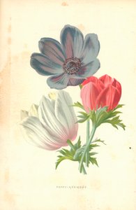 Mak-Zawilec autorstwa Frederick Edward Hulme