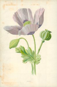 MAK autorstwa Frederick Edward Hulme