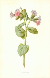 Pulmonaria autorstwa Frederick Edward Hulme
