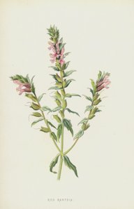 Czerwona Bartsia (chromolitho) autorstwa Frederick Edward Hulme