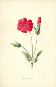 Różany Campion autorstwa Frederick Edward Hulme