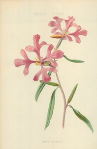 روزي کلارکیاپولي autorstwa Frederick Edward Hulme