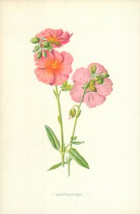 روډي راک روزپولي autorstwa Frederick Edward Hulme