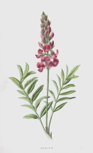 Sainfoin (chromolitho)