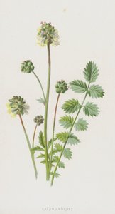 Sałatka-Burnet (chromolitho) autorstwa Frederick Edward Hulme