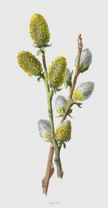 Ziemisty (chromolitho) autorstwa Frederick Edward Hulme