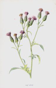 Piła brzeczki (chromolitho) autorstwa Frederick Edward Hulme