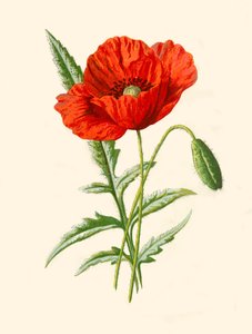 Szkarłatny mak, 1877.