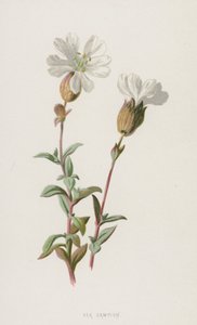 Morze Campion (chromolitho) autorstwa Frederick Edward Hulme
