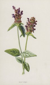 Samoleczenie (chromolitho) autorstwa Frederick Edward Hulme