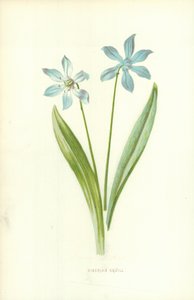 syberyjska cebulica autorstwa Frederick Edward Hulme