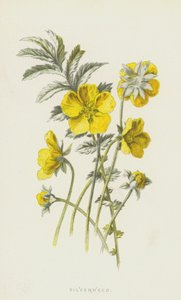 Srebrzysta (chromolitho) autorstwa Frederick Edward Hulme