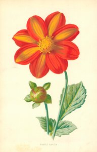 Pojedyncza dalia autorstwa Frederick Edward Hulme
