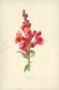 Wyżlin autorstwa Frederick Edward Hulme