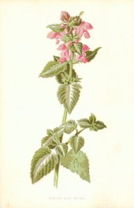 Martwa Pokrzywa Cętkowana autorstwa Frederick Edward Hulme