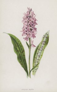 Storczyk plamisty (chromolitho) autorstwa Frederick Edward Hulme