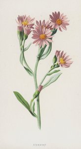 Starwort (chromolitho) autorstwa Frederick Edward Hulme