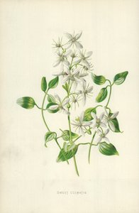 Powojnik słodki autorstwa Frederick Edward Hulme