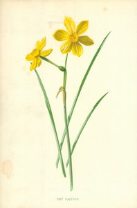 Mały żonkil autorstwa Frederick Edward Hulme