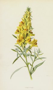Ropucha-len (chromolitho) autorstwa Frederick Edward Hulme