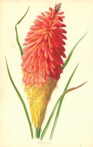 Pochodnia Lilia autorstwa Frederick Edward Hulme