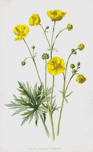 Upright Meadow Crowfoot (chromolitho) autorstwa Frederick Edward Hulme