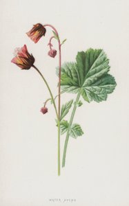Ptaki wodne (chromolitho) autorstwa Frederick Edward Hulme