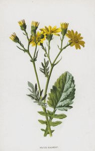 Krosta wodna (chromolitho) autorstwa Frederick Edward Hulme