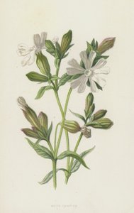 Biała Campion (chromolitho) autorstwa Frederick Edward Hulme