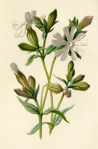 Biała Obóz, 1877. autorstwa Frederick Edward Hulme