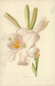 Biała lilia autorstwa Frederick Edward Hulme