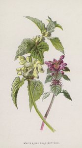 Martwe Pokrzywy Białe i Czerwone (chromolitho) autorstwa Frederick Edward Hulme