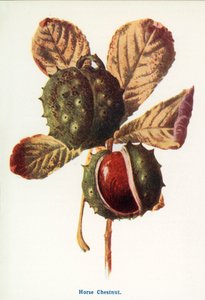 autorstwa Frederick Edward Hulme