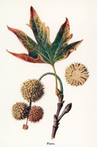  autorstwa Frederick Edward Hulme