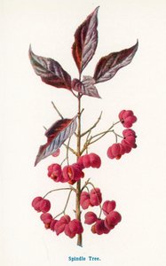  autorstwa Frederick Edward Hulme