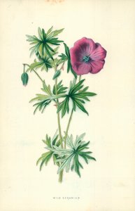 Dziki geranium