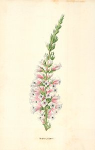 Zimowy wrzos autorstwa Frederick Edward Hulme
