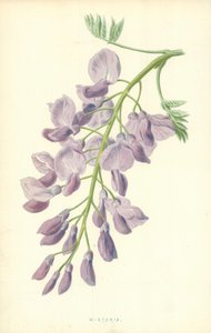 Вистариаполи autorstwa Frederick Edward Hulme