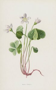 Szczaw drzewny (chromolitho) autorstwa Frederick Edward Hulme
