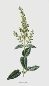 Szałwia Drzewna (chromolitho) autorstwa Frederick Edward Hulme