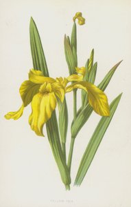 Żółta tęczówka (chromolitho) autorstwa Frederick Edward Hulme