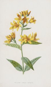 Żółty luźny konflikt (chromolitho) autorstwa Frederick Edward Hulme