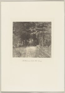 Lasy jodłowe w pobliżu Leith Hill, Surrey autorstwa Frederick H. Evans