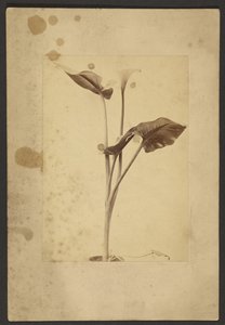 [Calla Lily] autorstwa Frederick H. Hollyer