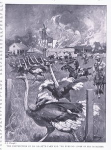 Zniszczenie farmy Dr Smarts i uwolnienie strusi, z After Pretoria: The Guerilla War wydanego przez Harmsworth Bros Limited, 1901 autorstwa Frederick Judd Waugh
